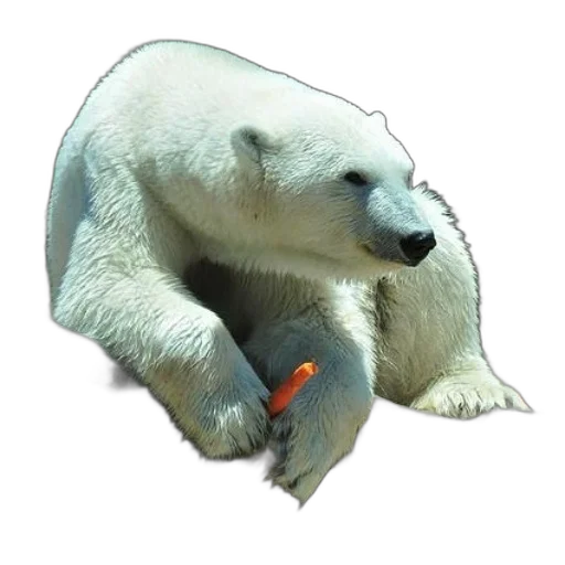 animal, creature, staff, weapon transparent PNG cut-out