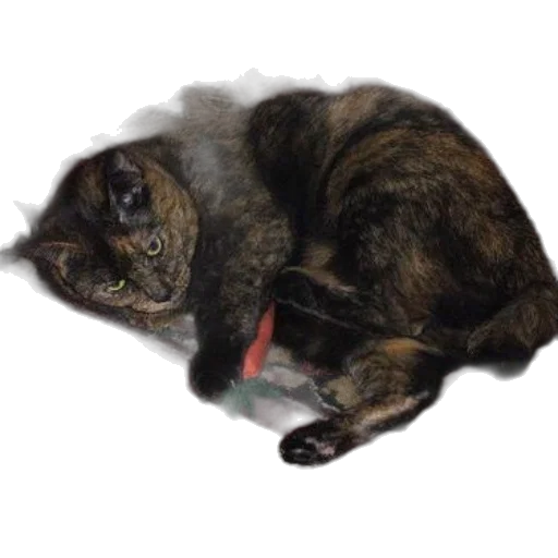 staff, animal, creature, hair transparent PNG cut-out