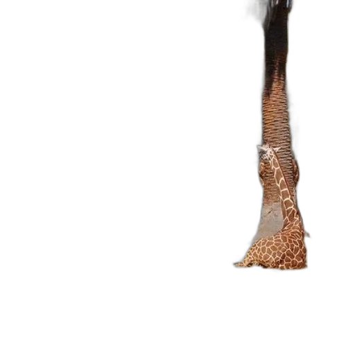 shoes, hair, staff, animal transparent PNG cut-out
