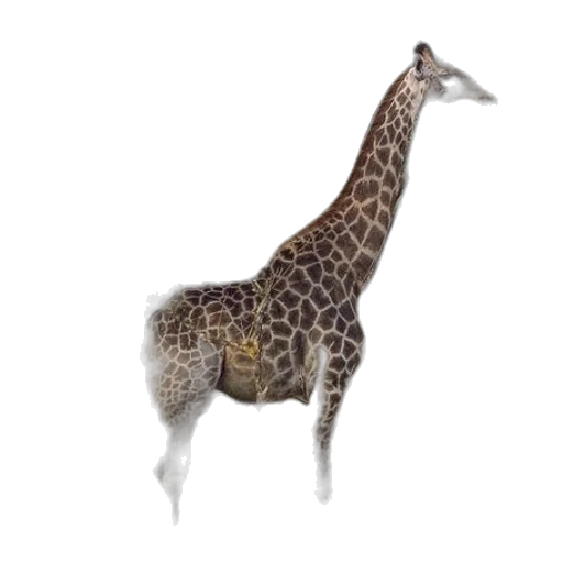 animal, creature, staff, jewelry transparent PNG cut-out