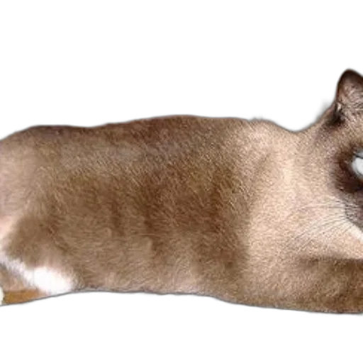 animal, creature, staff, hair transparent PNG cut-out