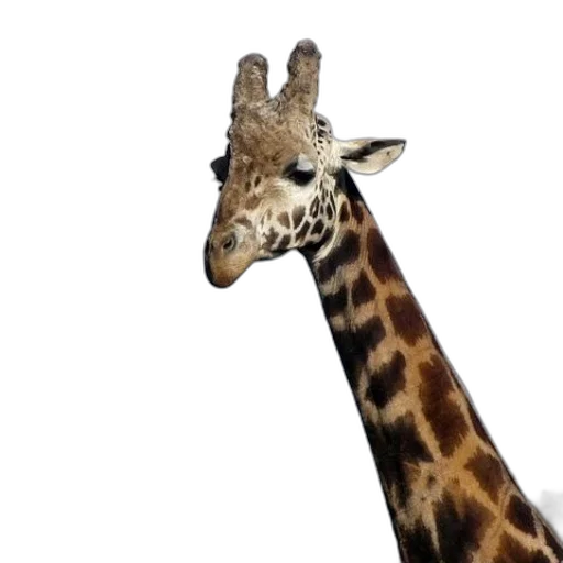 animal, creature, face, staff transparent PNG cut-out