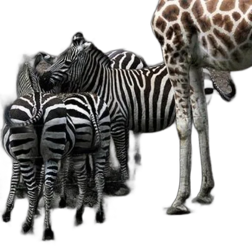 animal, creature, jewelry, weapon transparent PNG cut-out