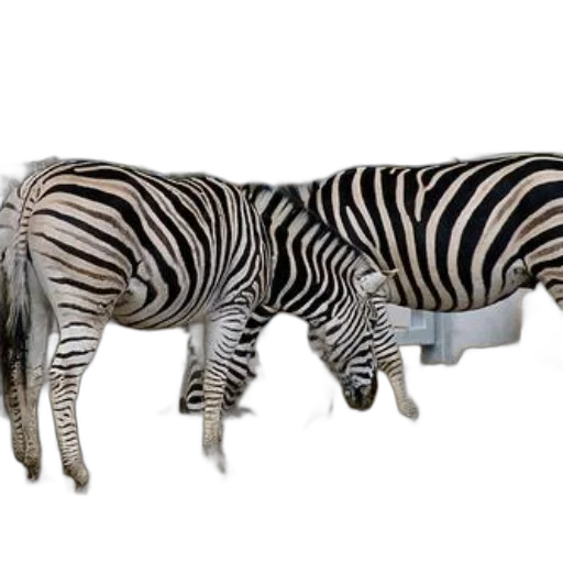 animal, furniture, jewelry, shoes transparent PNG cut-out