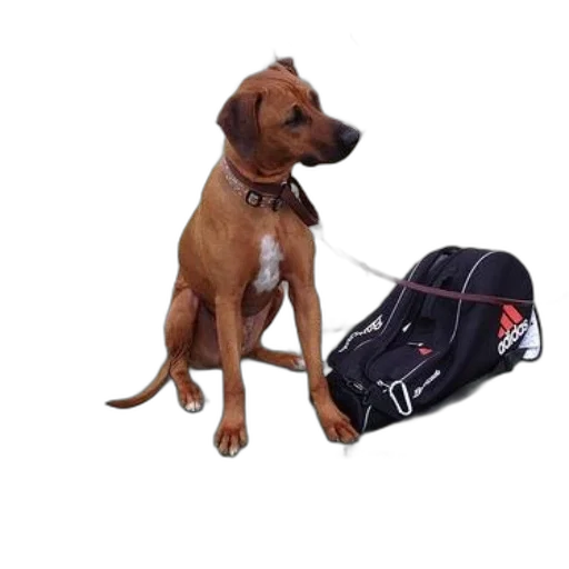 staff, jacket, dog, sits transparent PNG cut-out