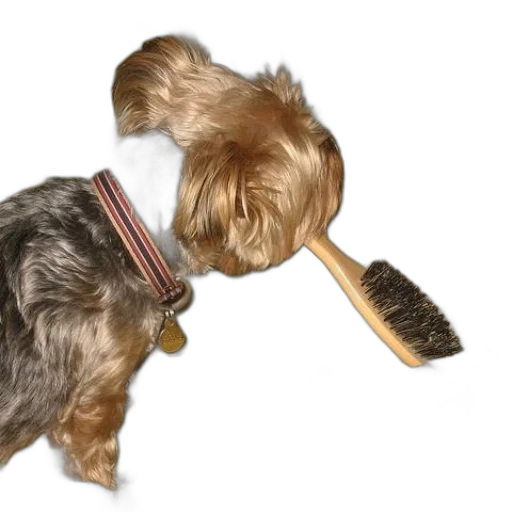 staff, animal, hair, weapon transparent PNG cut-out