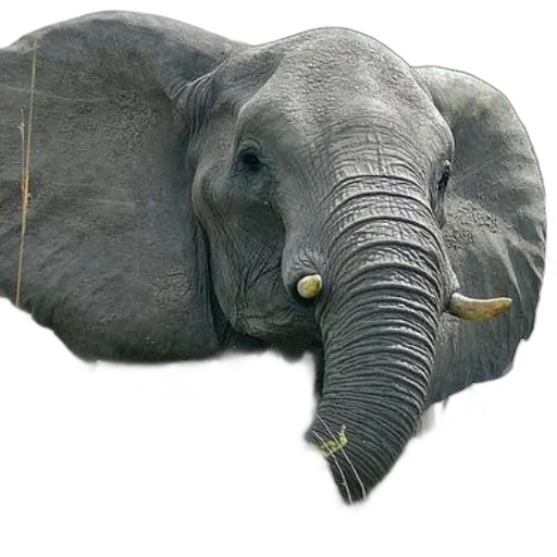 animal, creature, staff, weapon transparent PNG cut-out
