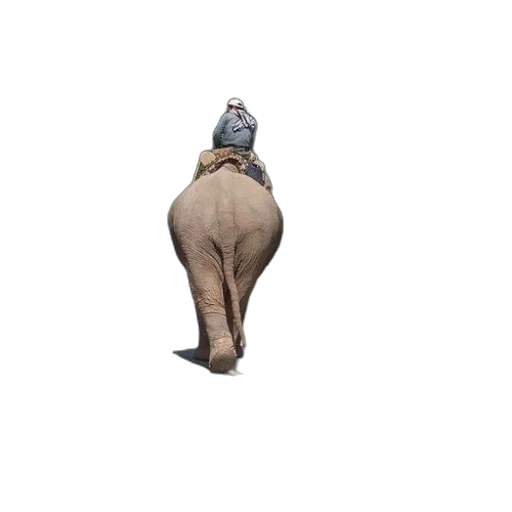 animal, jacket, creature, hat transparent PNG cut-out