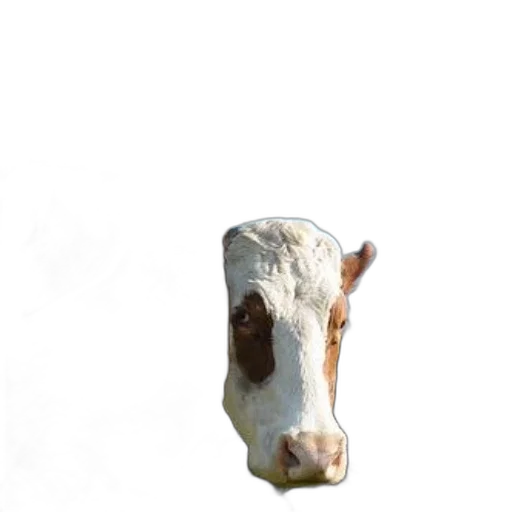animal, face, creature, mask transparent PNG cut-out