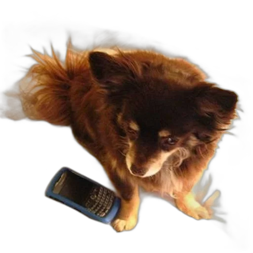 animal, staff, creature, photorealistic transparent PNG cut-out