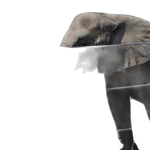 animal, hat, creature, mask transparent PNG cut-out
