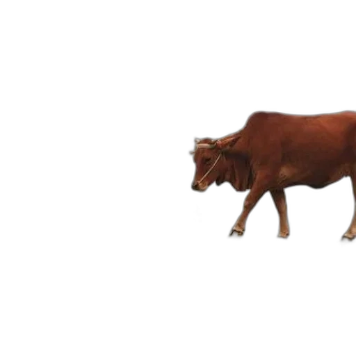 animal, food, creature, weapon transparent PNG cut-out