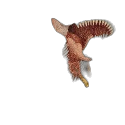 animal, dragon, creature, hair transparent PNG cut-out