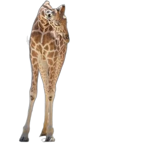 animal, creature, staff, shoes transparent PNG cut-out