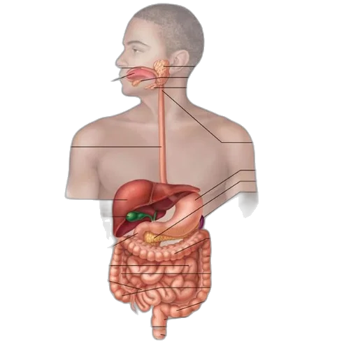 food, face, anatomical, illustration transparent PNG cut-out