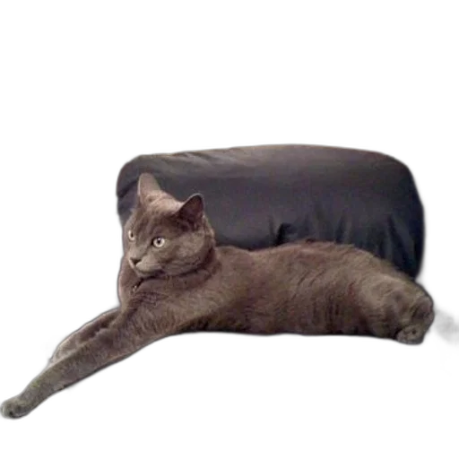 furniture, animal, hat, creature transparent PNG cut-out