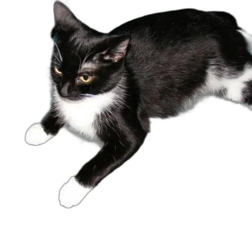 staff, animal, weapon, creature transparent PNG cut-out