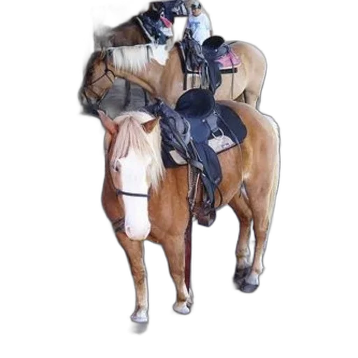 jacket, weapon, animal, staff transparent PNG cut-out