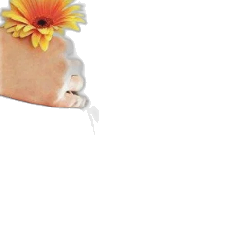 flower, jewelry, hat, crown transparent PNG cut-out