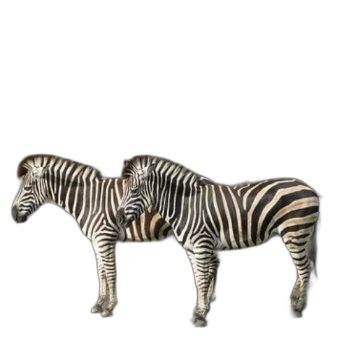 animal, creature, furniture, jewelry transparent PNG cut-out