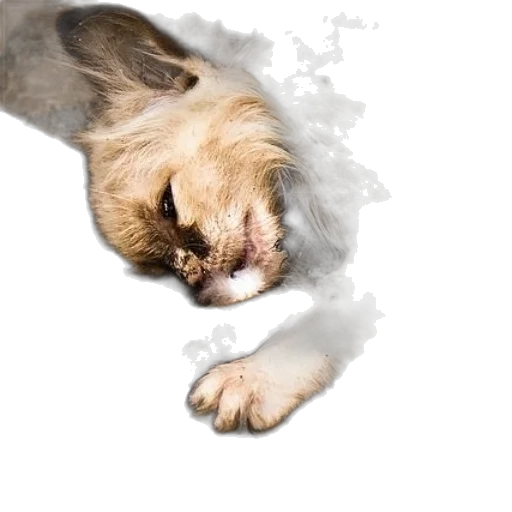 animal, creature, hair, dragon transparent PNG cut-out