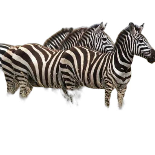 animal, creature, jewelry, furniture transparent PNG cut-out