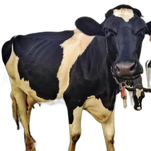 animal, food, creature, weapon transparent PNG cut-out