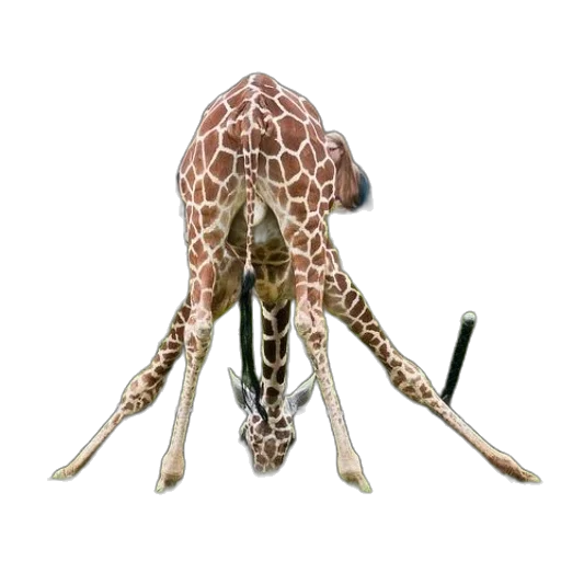 animal, creature, staff, umbrella transparent PNG cut-out
