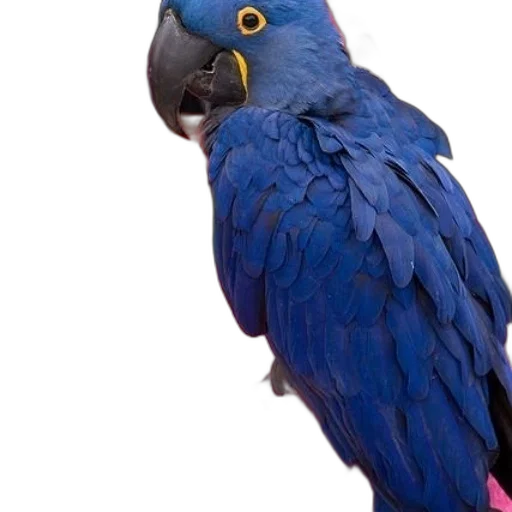 animal, creature, face, staff transparent PNG cut-out