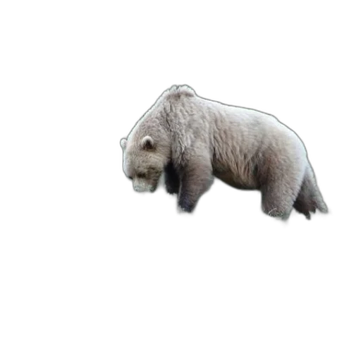 animal, creature, staff, hair transparent PNG cut-out