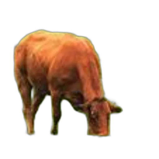 animal, creature, food, hat transparent PNG cut-out
