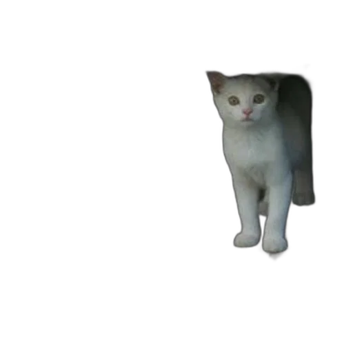 animal, creature, robot, staff transparent PNG cut-out