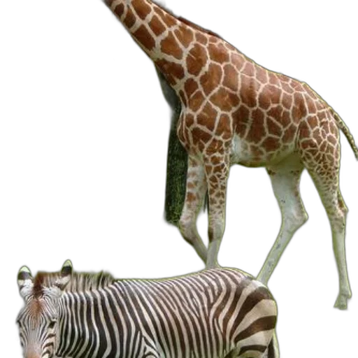 animal, creature, staff, hat transparent PNG cut-out