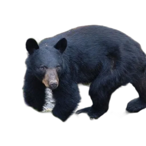 animal, creature, food, staff transparent PNG cut-out