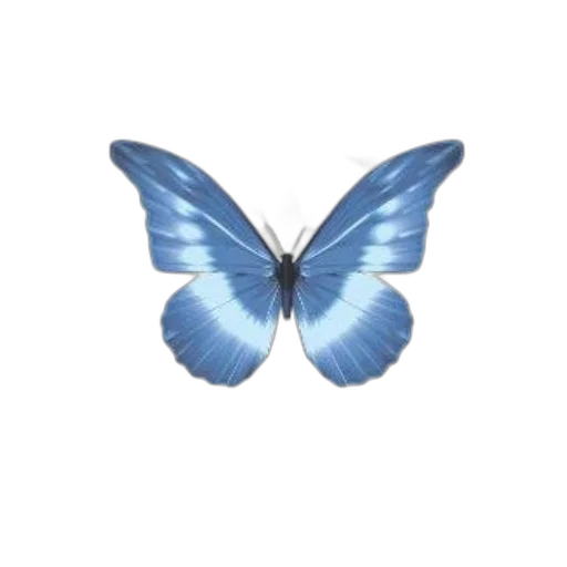 animal, creature, jewelry, flower transparent PNG cut-out
