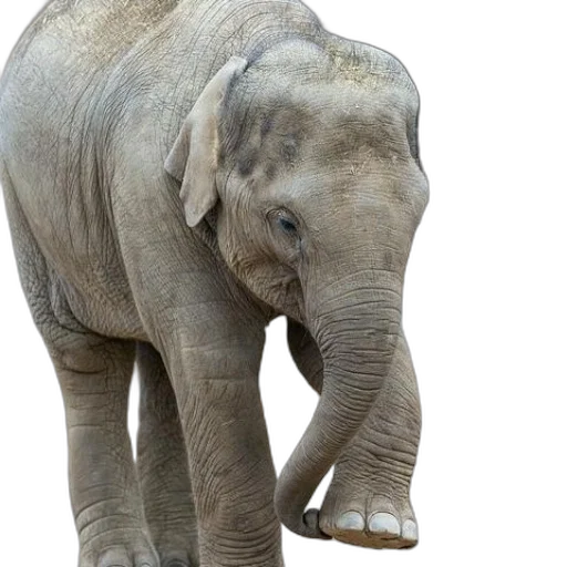 animal, creature, staff, face transparent PNG cut-out