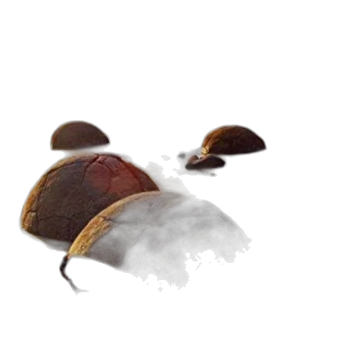 hat, food, shoes, tree transparent PNG cut-out