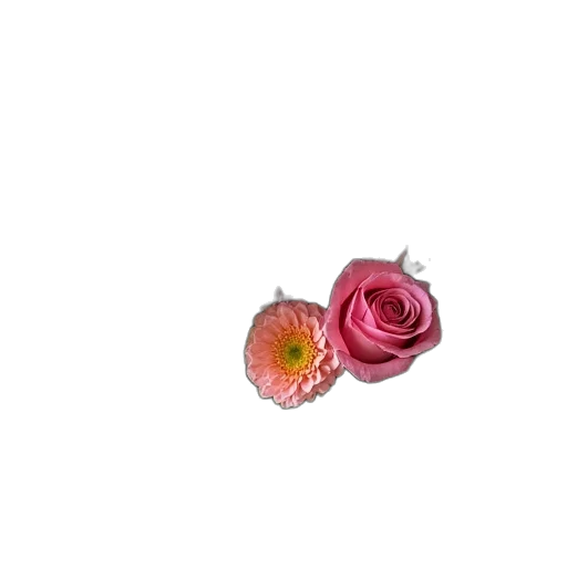 flower, jewelry, crown, food transparent PNG cut-out