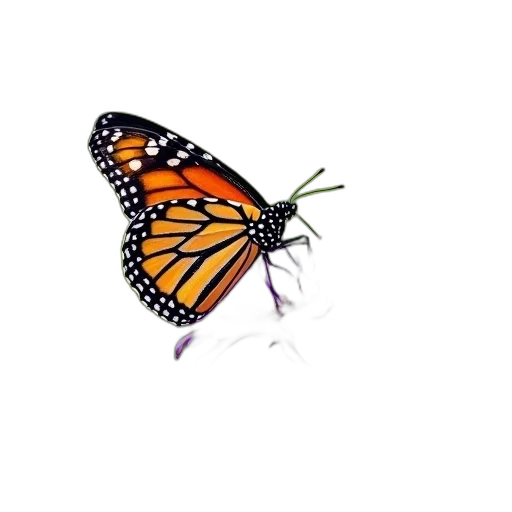 animal, creature, flower, crown transparent PNG cut-out
