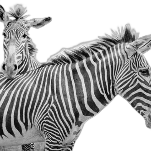 animal, creature, photorealistic, 3d render transparent PNG cut-out