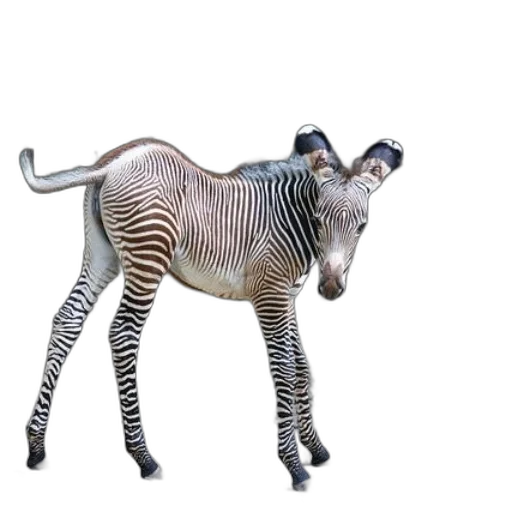 animal, creature, jewelry, staff transparent PNG cut-out