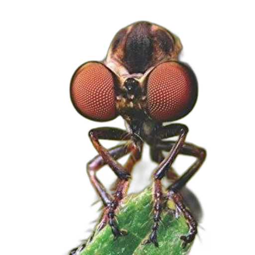 animal, jewelry, creature, staff transparent PNG cut-out