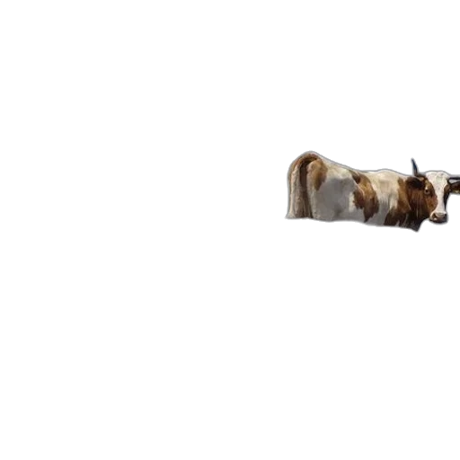 animal, weapon, furniture, creature transparent PNG cut-out