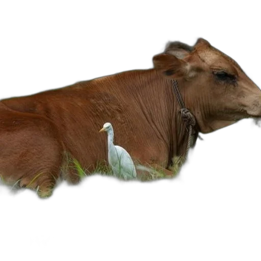 animal, food, creature, weapon transparent PNG cut-out