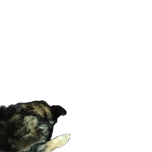 animal, creature, hat, face transparent PNG cut-out