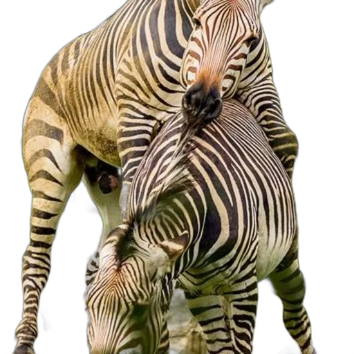 animal, creature, photorealistic, 3d render transparent PNG cut-out