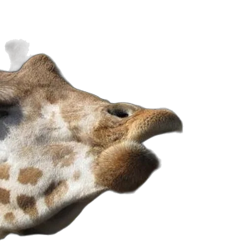 animal, creature, hat, face transparent PNG cut-out