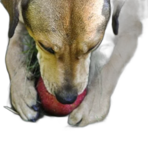 animal, creature, staff, face transparent PNG cut-out