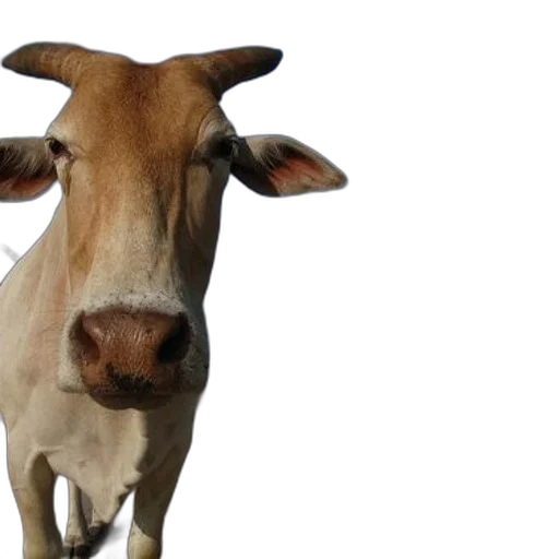 animal, face, photorealistic, 3d render transparent PNG cut-out