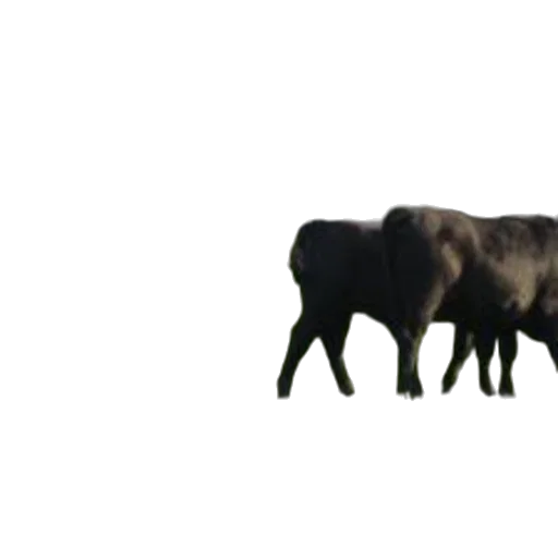 animal, creature, weapon, food transparent PNG cut-out